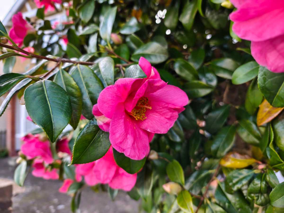 Poco M8 Pro camera sample