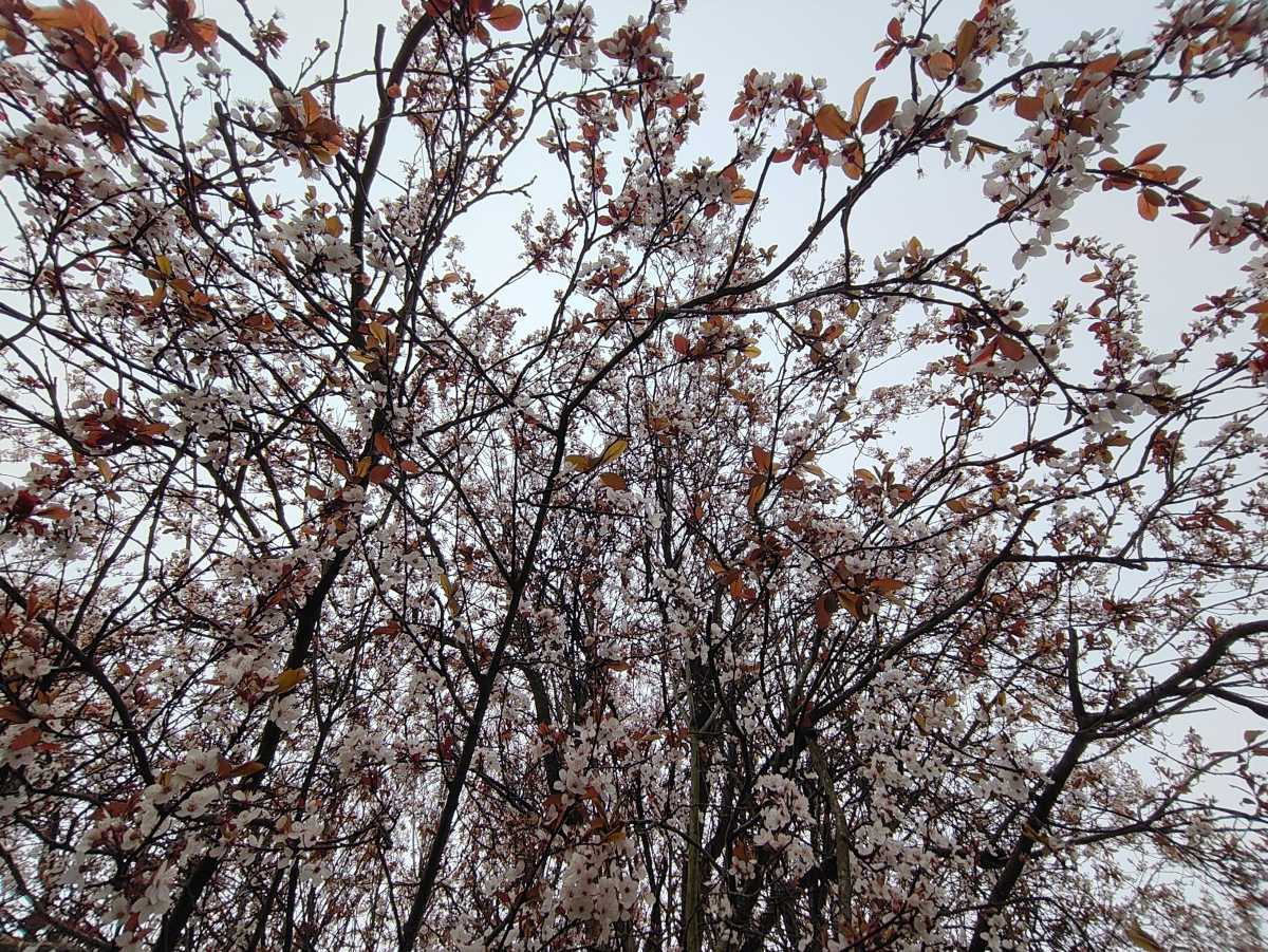 Nothing Phone 4a camera sample blossom 0 point 6x zoom