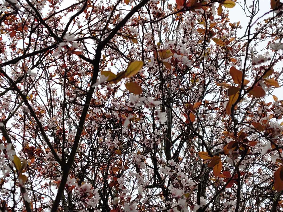 Nothing Phone 4a camera sample blossom 2x zoom