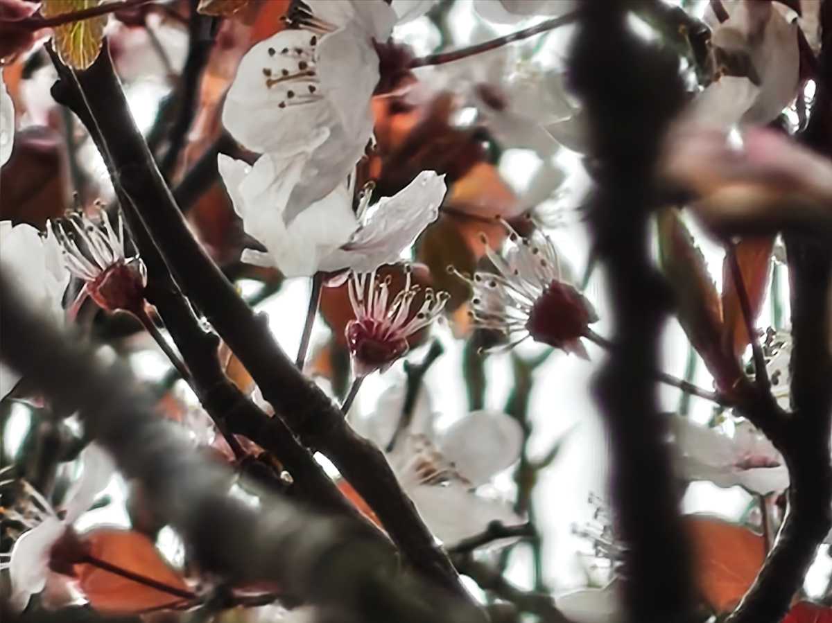 Nothing Phone 4a camera sample blossom 30x zoom