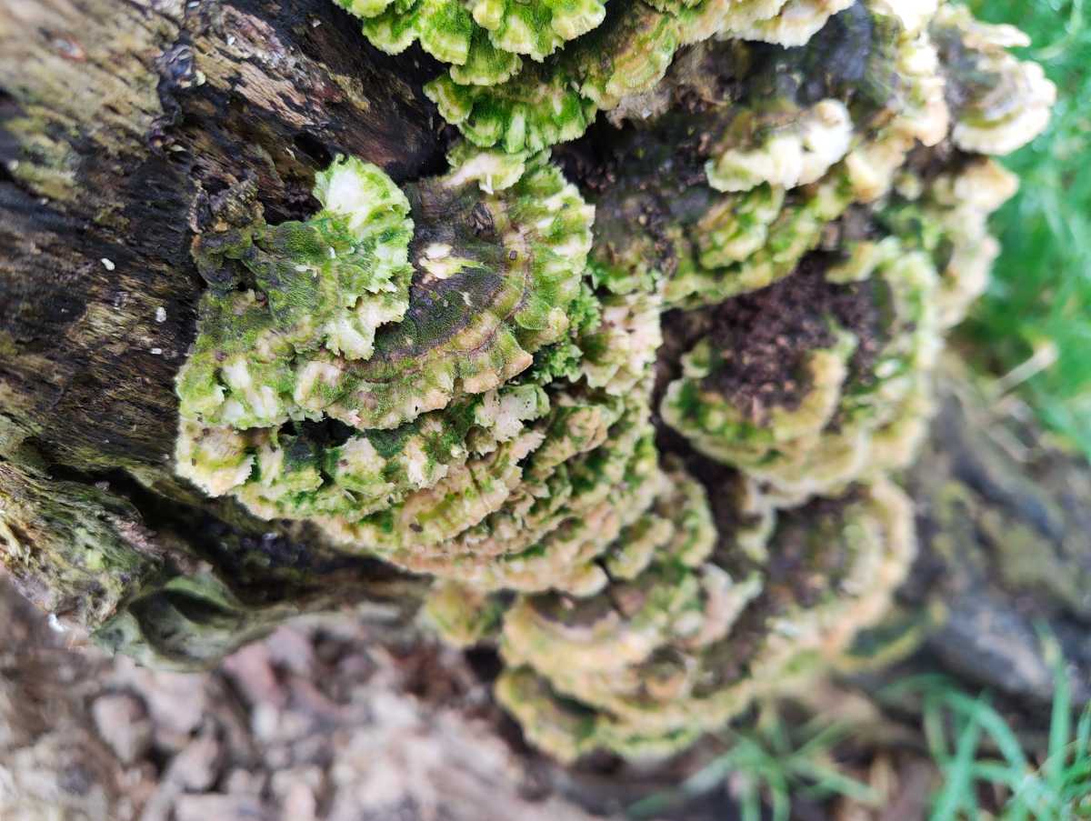 Nothing Phone 4a camera sample mushroom 1x zoom