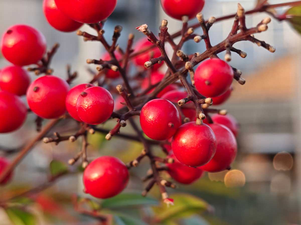 Oppo Find N6 Test Photo 5