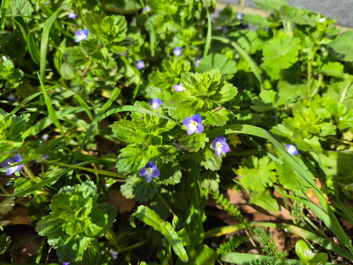 Samsung Galaxy S26 Macro Flower