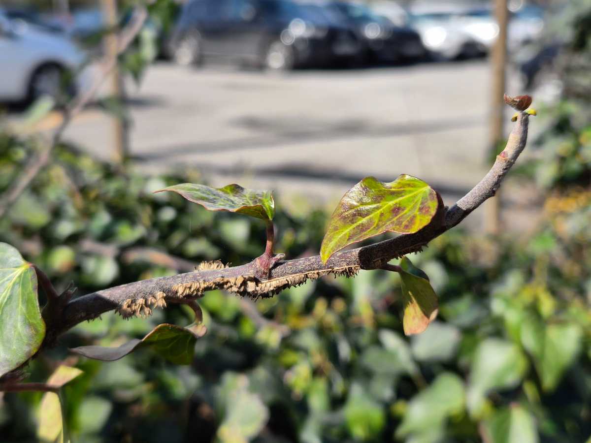 Samsung Galaxy S26 Macro Leaf