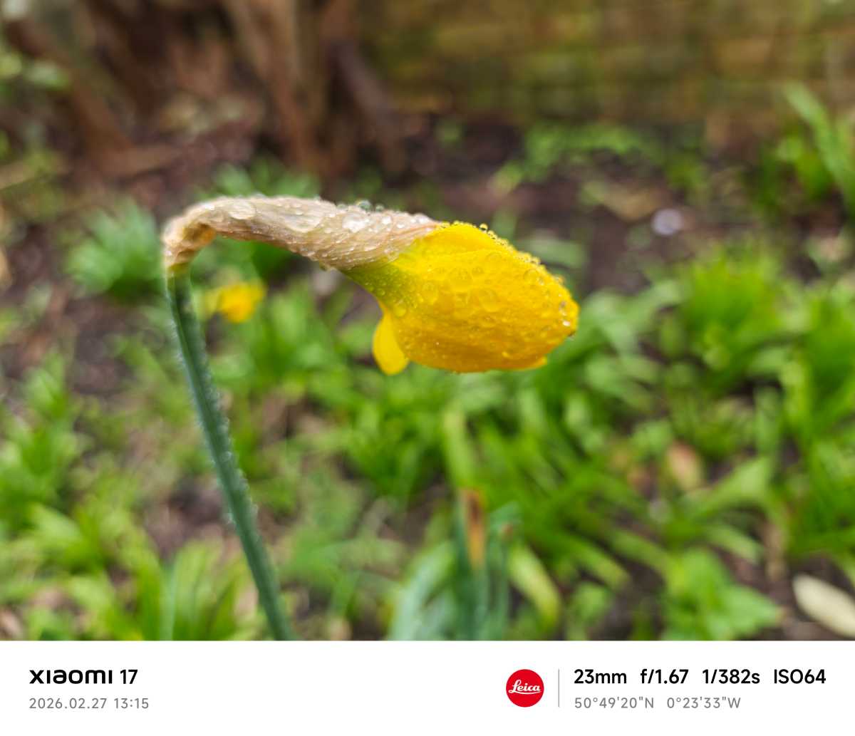 Xiaomi 17 camera sample flower macro main