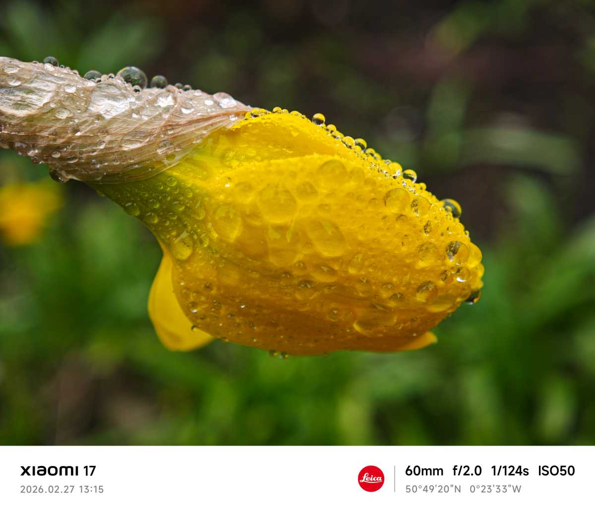 Xiaomi 17 camera sample flower macro telephoto